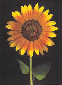 Greeting Card - Sunflower