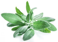 Sage Olive Oil